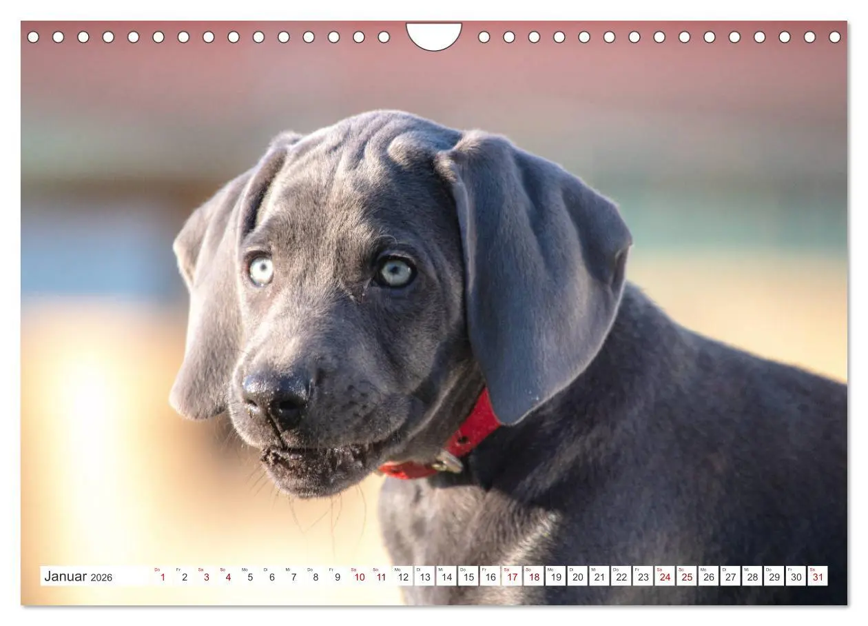 Bild: 9783457717011 | Weimaraner-Labrador (Wandkalender 2026 DIN A4 quer), CALVENDO...