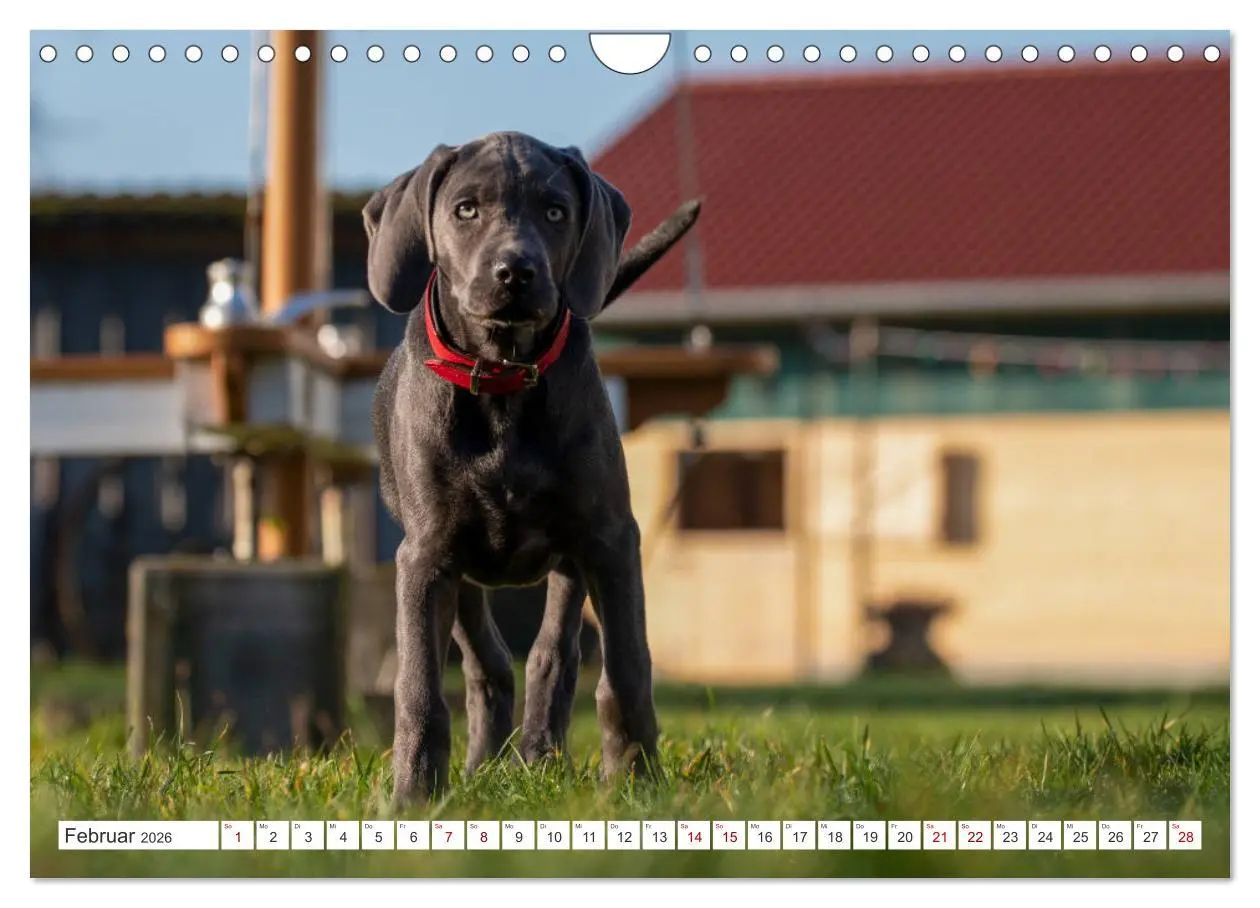 Bild: 9783457717011 | Weimaraner-Labrador (Wandkalender 2026 DIN A4 quer), CALVENDO...
