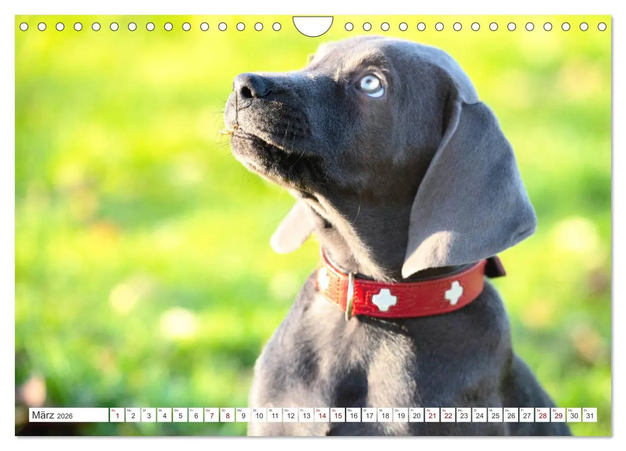 Bild: 9783457717011 | Weimaraner-Labrador (Wandkalender 2026 DIN A4 quer), CALVENDO...