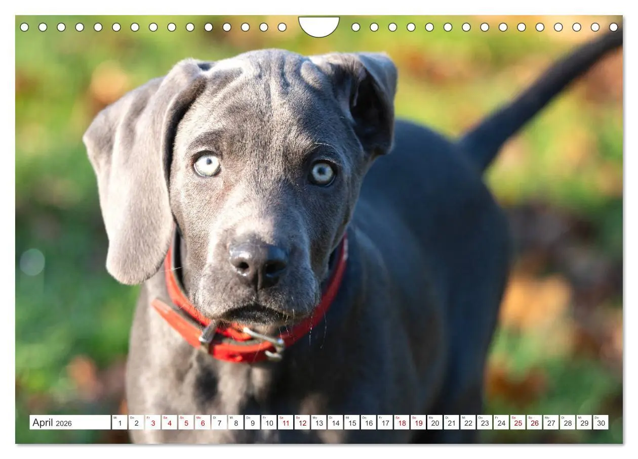 Bild: 9783457717011 | Weimaraner-Labrador (Wandkalender 2026 DIN A4 quer), CALVENDO...