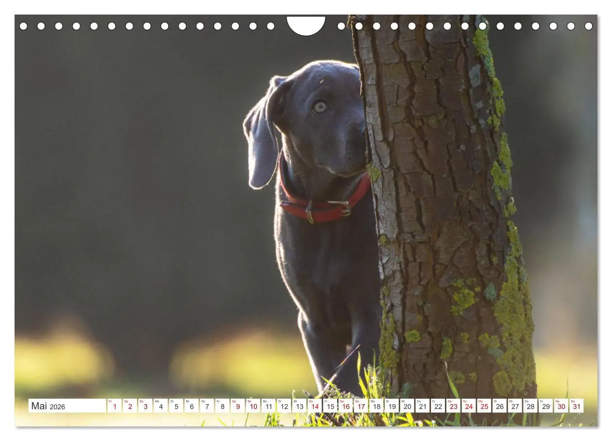 Bild: 9783457717011 | Weimaraner-Labrador (Wandkalender 2026 DIN A4 quer), CALVENDO...