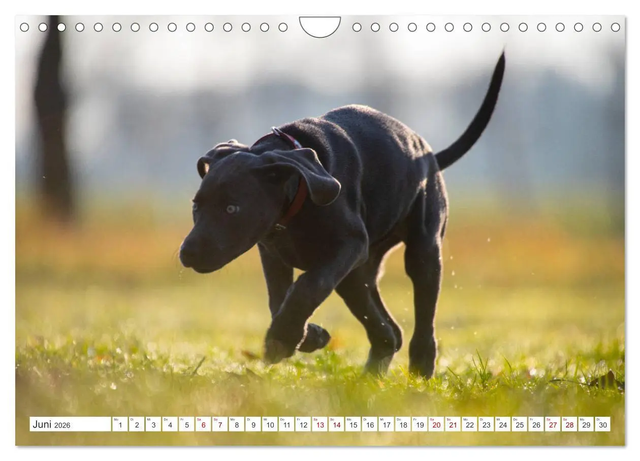 Bild: 9783457717011 | Weimaraner-Labrador (Wandkalender 2026 DIN A4 quer), CALVENDO...