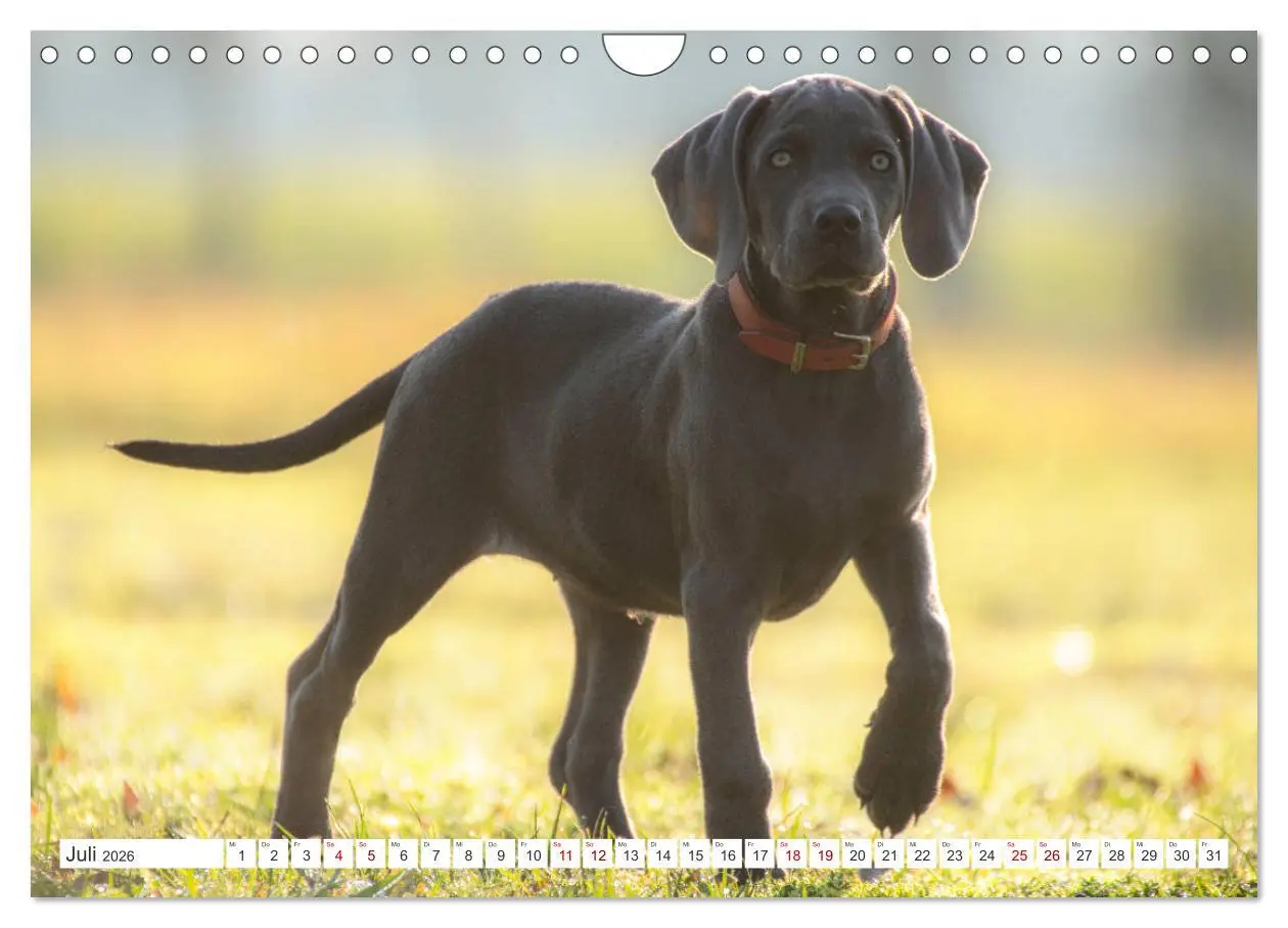 Bild: 9783457717011 | Weimaraner-Labrador (Wandkalender 2026 DIN A4 quer), CALVENDO...