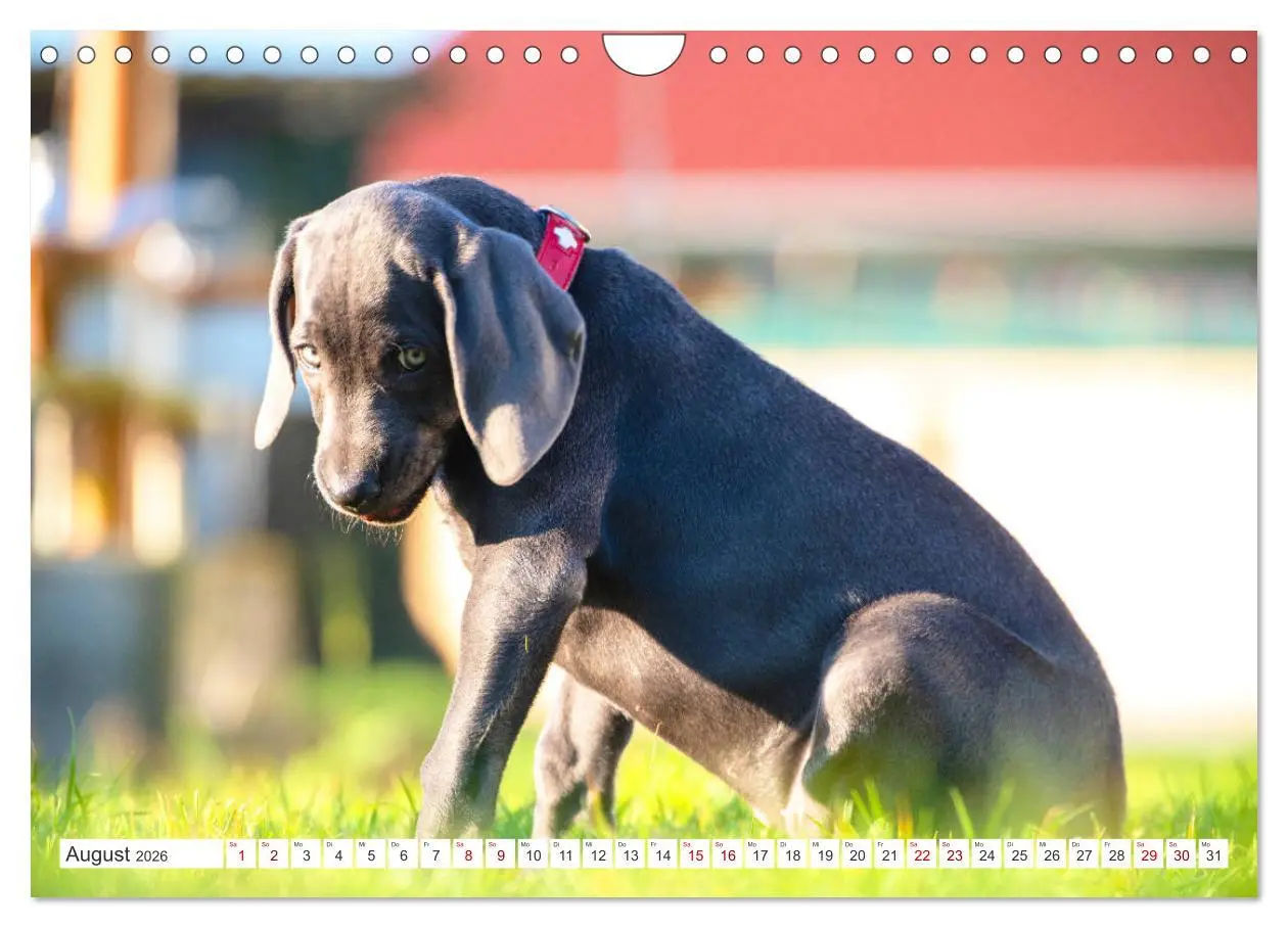 Bild: 9783457717011 | Weimaraner-Labrador (Wandkalender 2026 DIN A4 quer), CALVENDO...