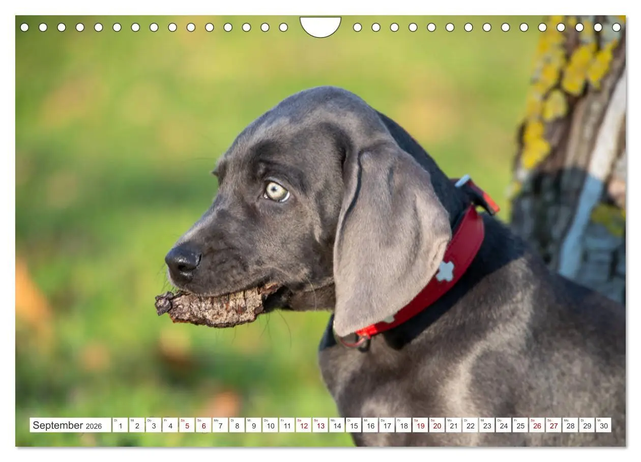 Bild: 9783457717011 | Weimaraner-Labrador (Wandkalender 2026 DIN A4 quer), CALVENDO...