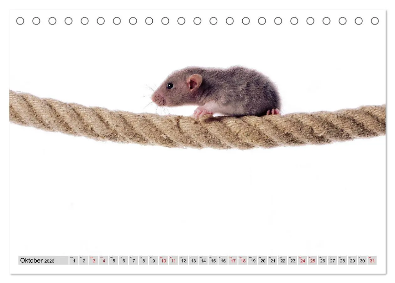 Bild: 9783457887011 | Rattenscharf und zuckersüß (Tischkalender 2026 DIN A5 quer),...