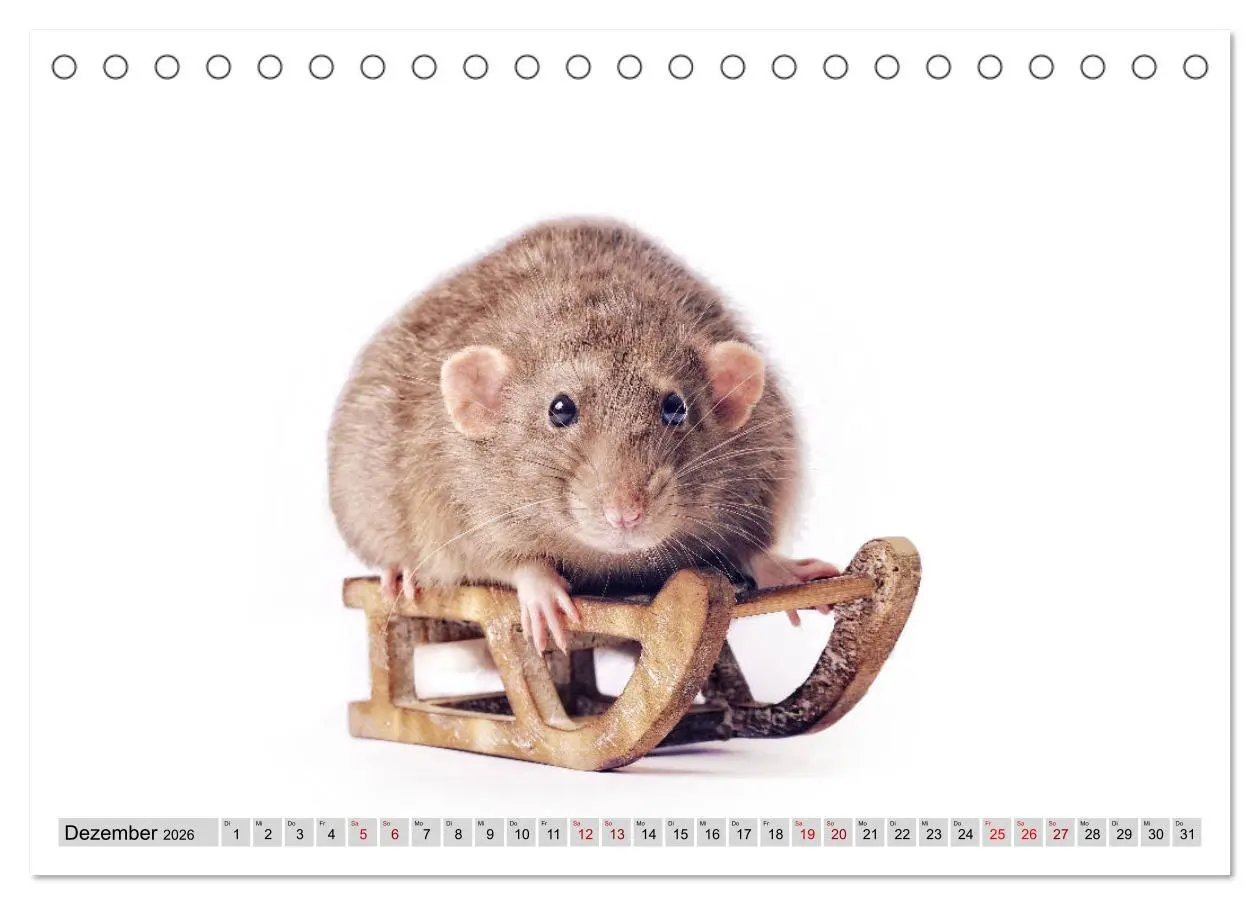 Bild: 9783457887011 | Rattenscharf und zuckersüß (Tischkalender 2026 DIN A5 quer),...