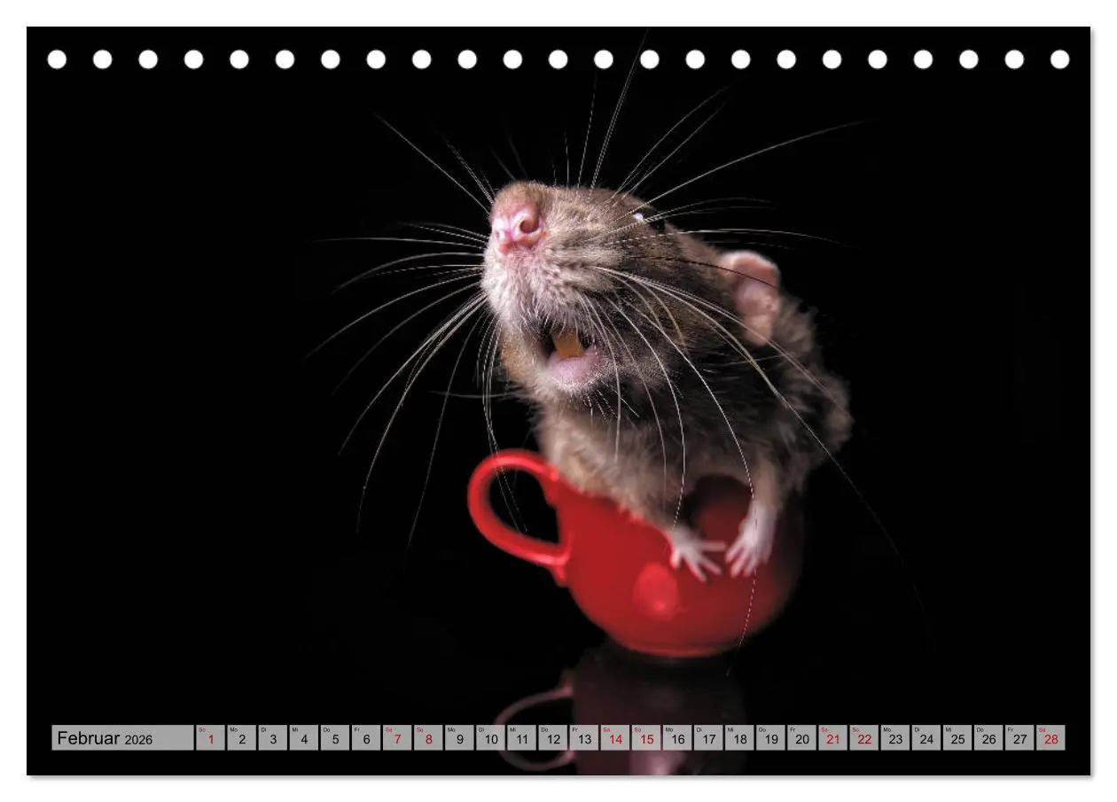 Bild: 9783457887011 | Rattenscharf und zuckersüß (Tischkalender 2026 DIN A5 quer),...