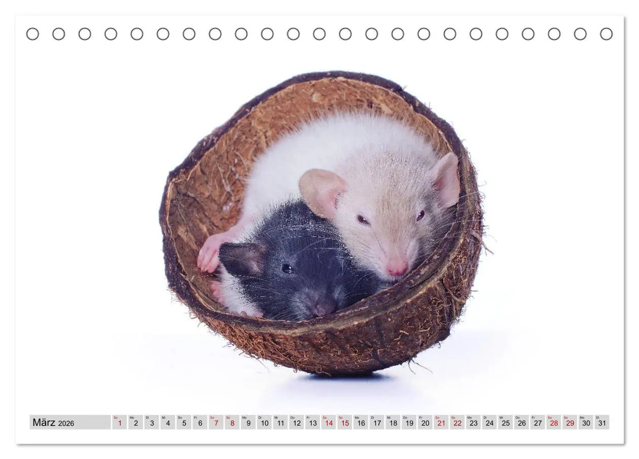 Bild: 9783457887011 | Rattenscharf und zuckersüß (Tischkalender 2026 DIN A5 quer),...