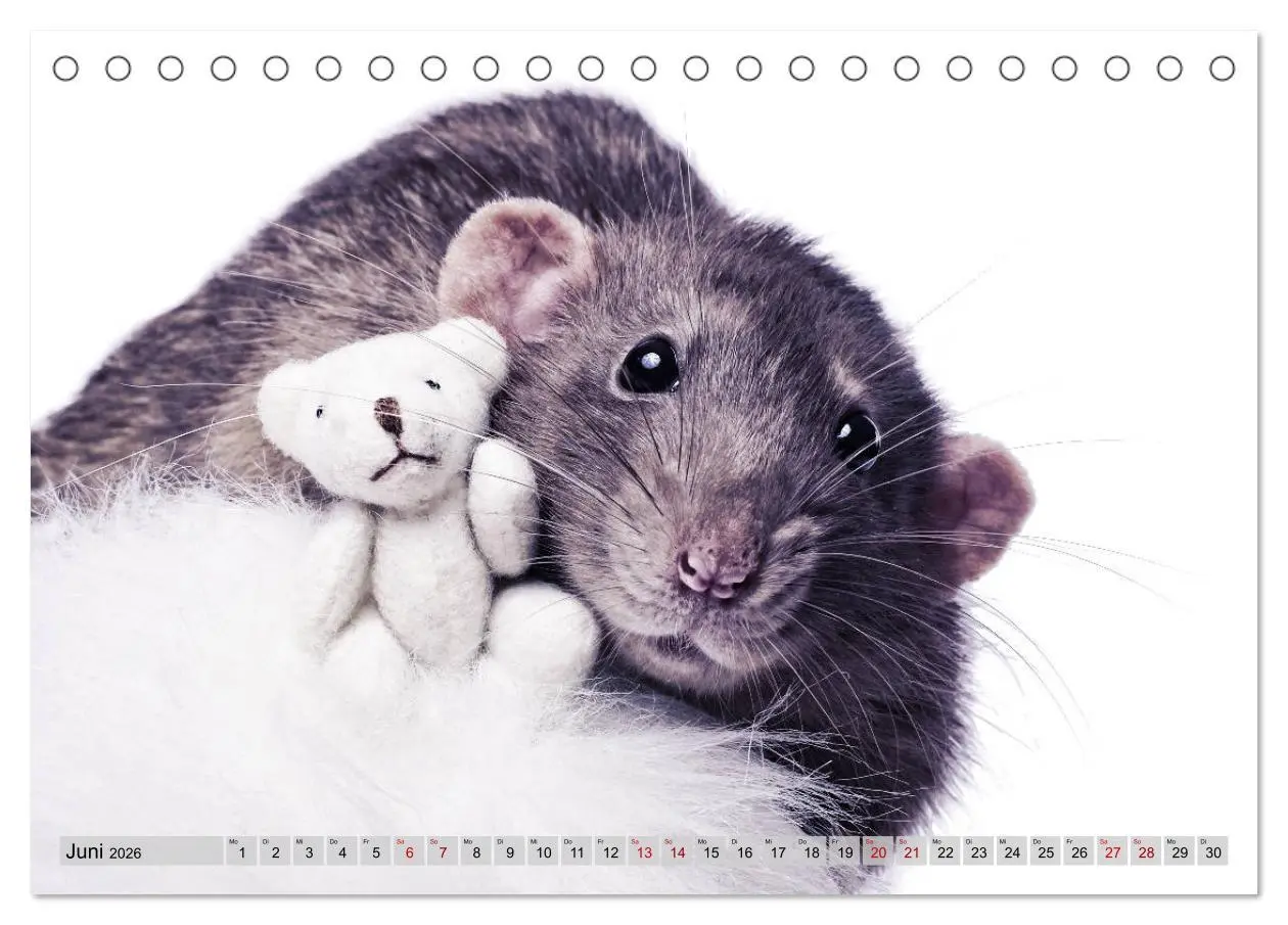 Bild: 9783457887011 | Rattenscharf und zuckersüß (Tischkalender 2026 DIN A5 quer),...