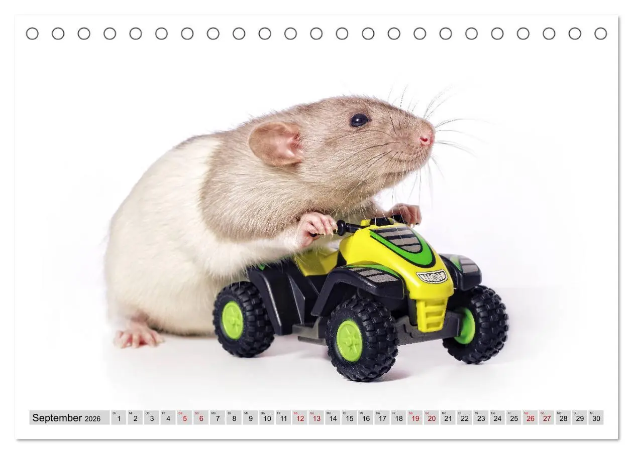 Bild: 9783457887011 | Rattenscharf und zuckersüß (Tischkalender 2026 DIN A5 quer),...