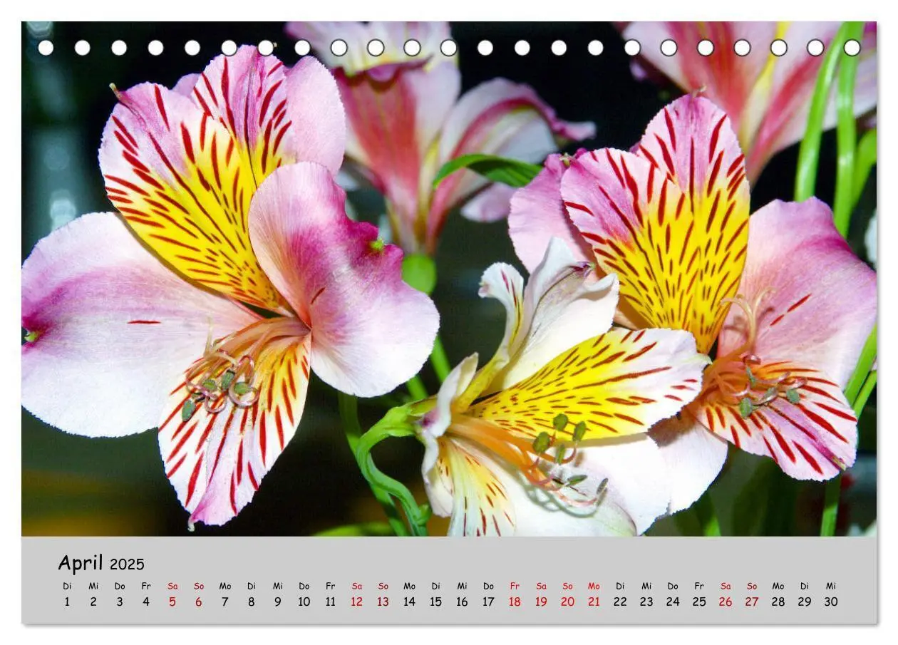 Bild: 9783435227211 | Blumen überall, zur Freude Menschen (Tischkalender 2025 DIN A5...
