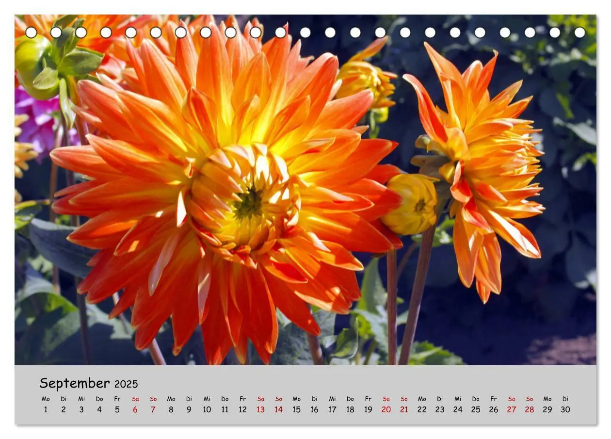 Bild: 9783435227211 | Blumen überall, zur Freude Menschen (Tischkalender 2025 DIN A5...