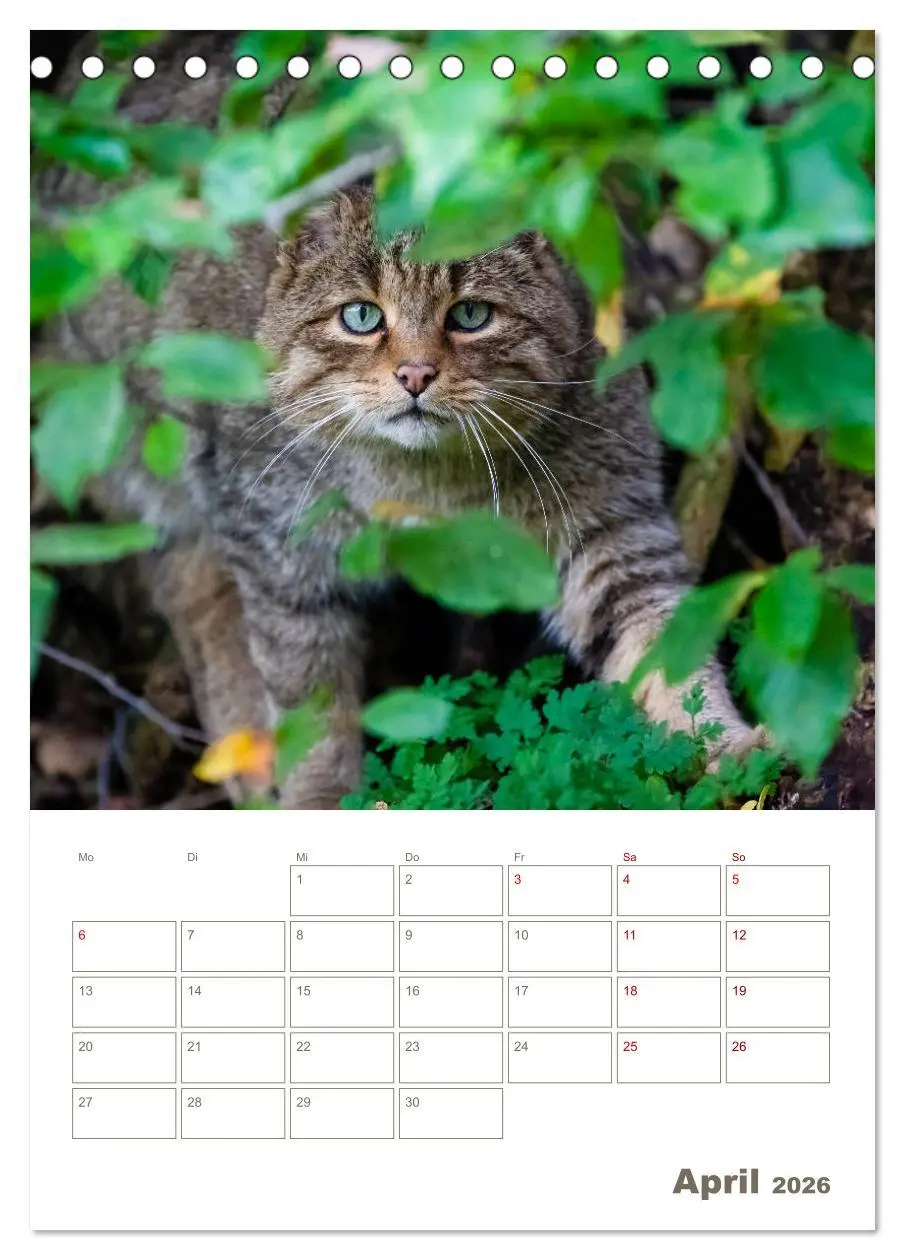 Bild: 9783516407211 | Europäische Wildkatzen - Jahresplaner (Tischkalender 2026 DIN A5...