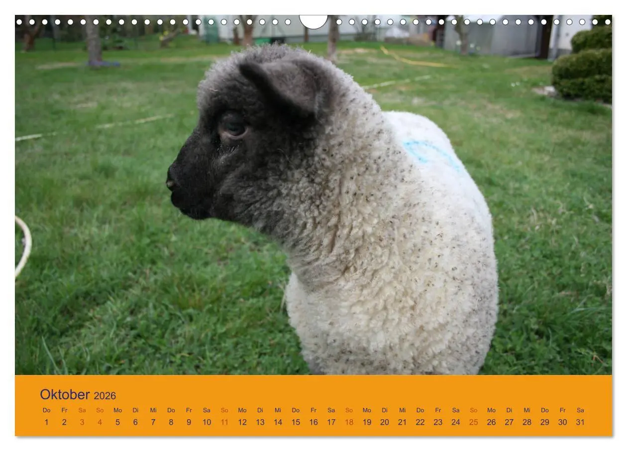 Bild: 9783457917411 | Shropshire Schafe (Wandkalender 2026 DIN A3 quer), CALVENDO...