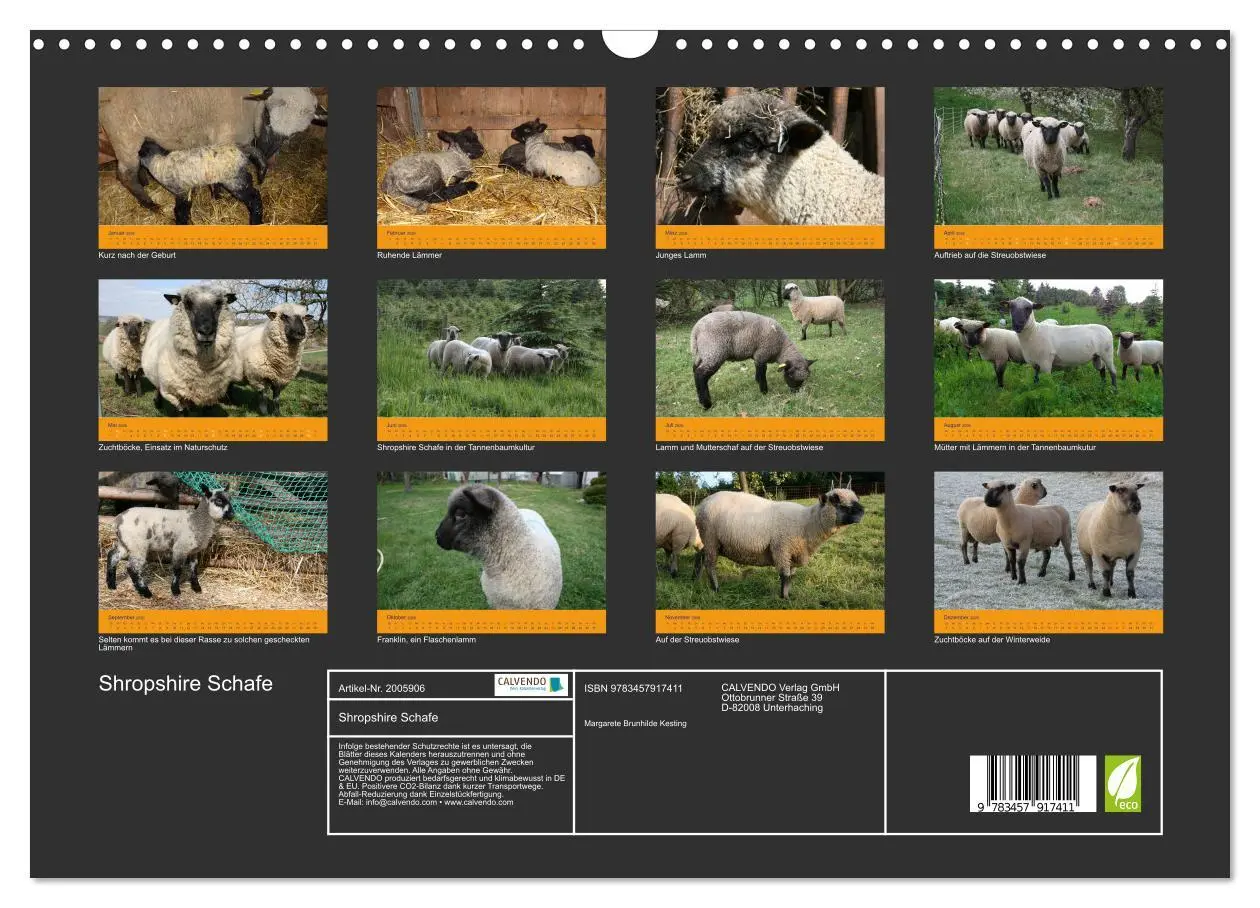 Bild: 9783457917411 | Shropshire Schafe (Wandkalender 2026 DIN A3 quer), CALVENDO...