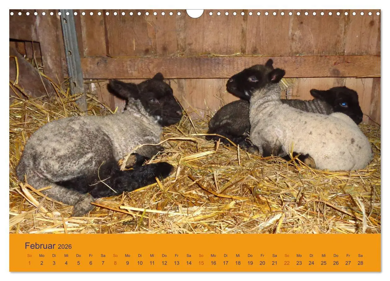 Bild: 9783457917411 | Shropshire Schafe (Wandkalender 2026 DIN A3 quer), CALVENDO...