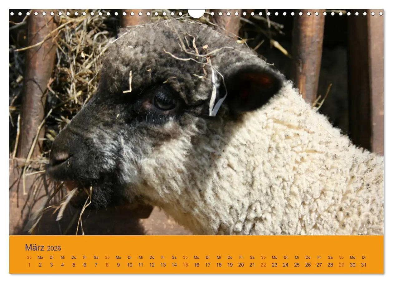 Bild: 9783457917411 | Shropshire Schafe (Wandkalender 2026 DIN A3 quer), CALVENDO...