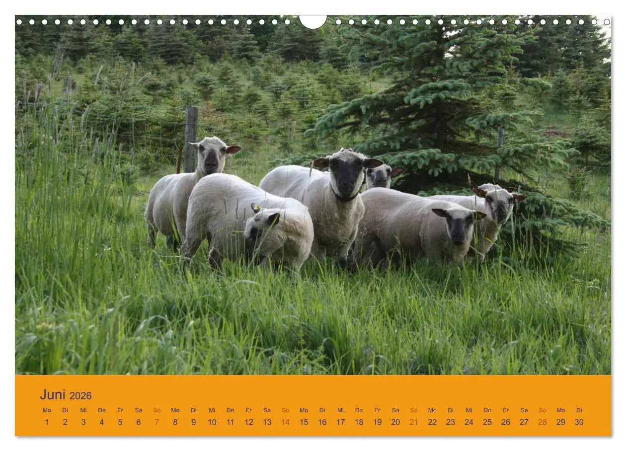Bild: 9783457917411 | Shropshire Schafe (Wandkalender 2026 DIN A3 quer), CALVENDO...