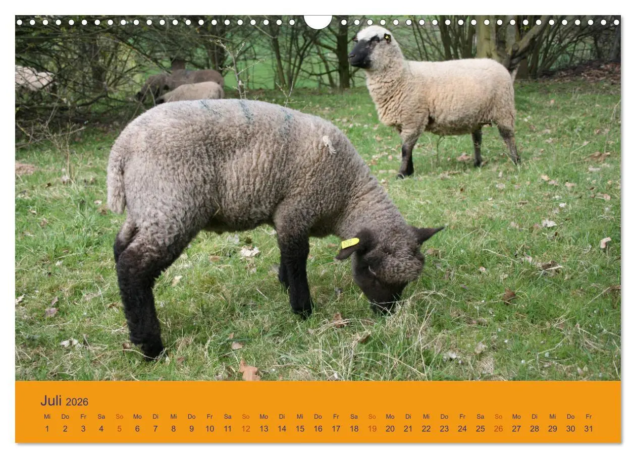Bild: 9783457917411 | Shropshire Schafe (Wandkalender 2026 DIN A3 quer), CALVENDO...