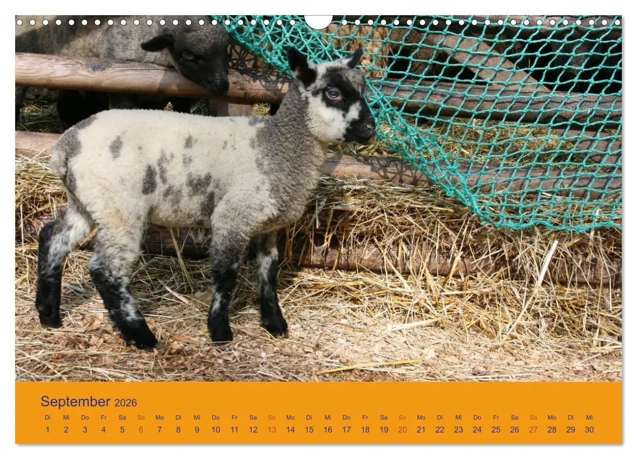 Bild: 9783457917411 | Shropshire Schafe (Wandkalender 2026 DIN A3 quer), CALVENDO...