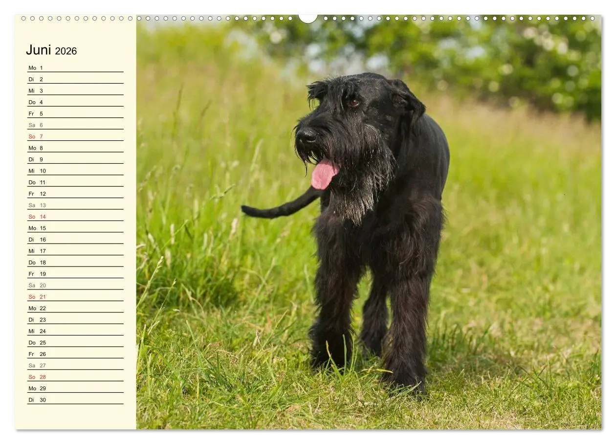 Bild: 9783516007411 | Treuer Freund Riesenschnauzer (Wandkalender 2026 DIN A2 quer),...