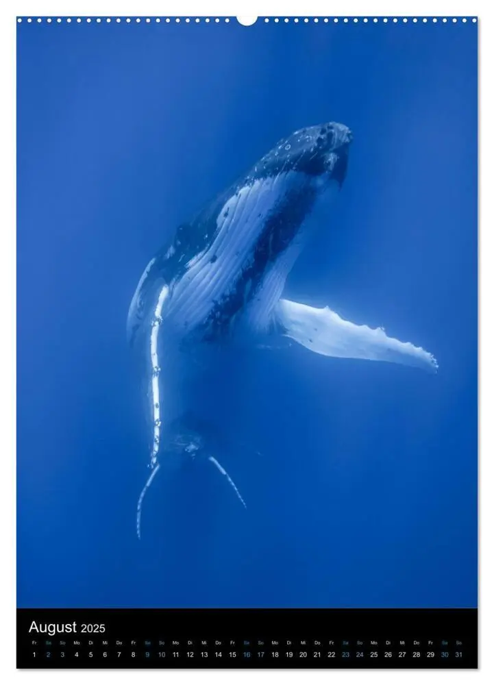 Bild: 9783435987511 | Im Reich der Wale (hochwertiger Premium Wandkalender 2025 DIN A2...