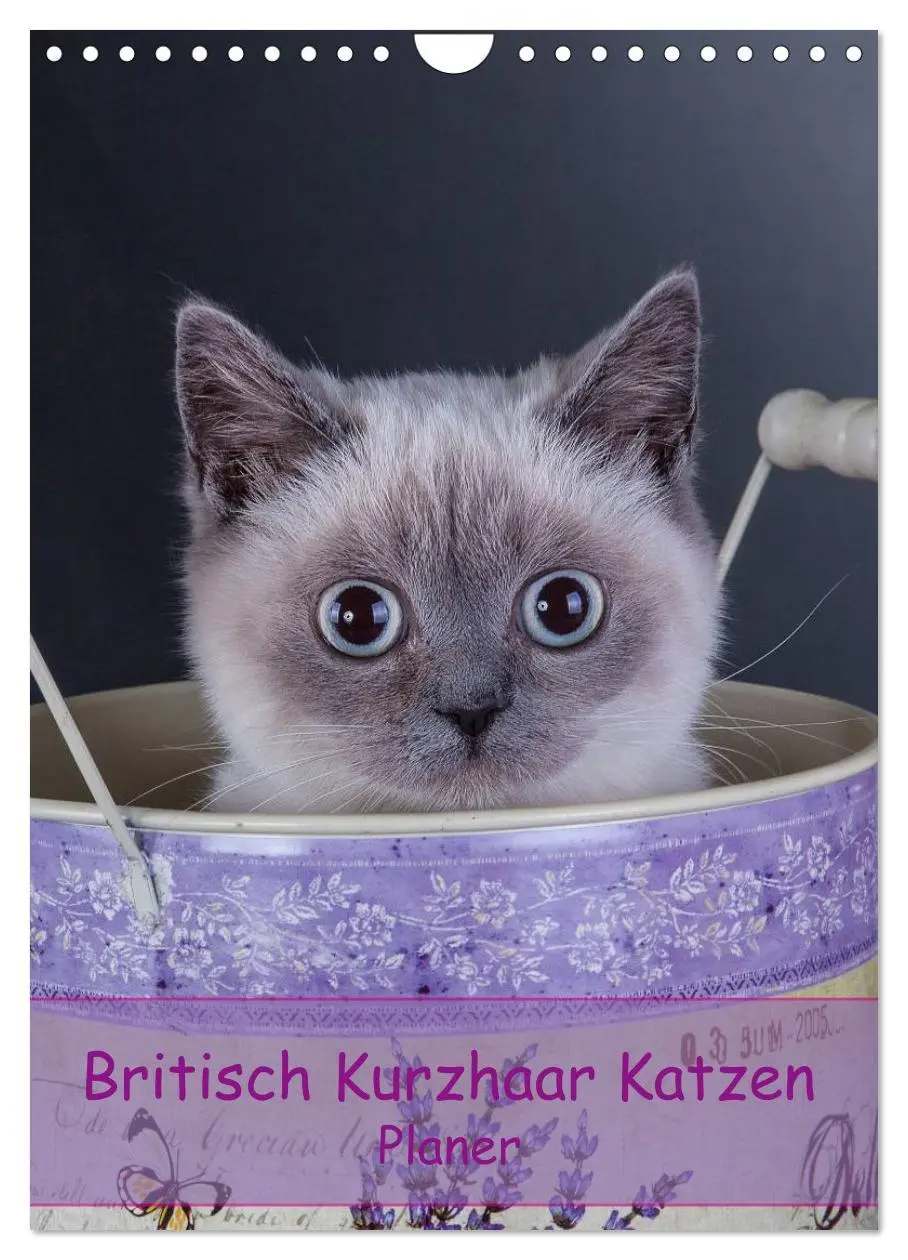 Cover: 9783516477511 | Britisch Kurzhaar Katzen - Planer (Wandkalender 2026 DIN A4 hoch),...