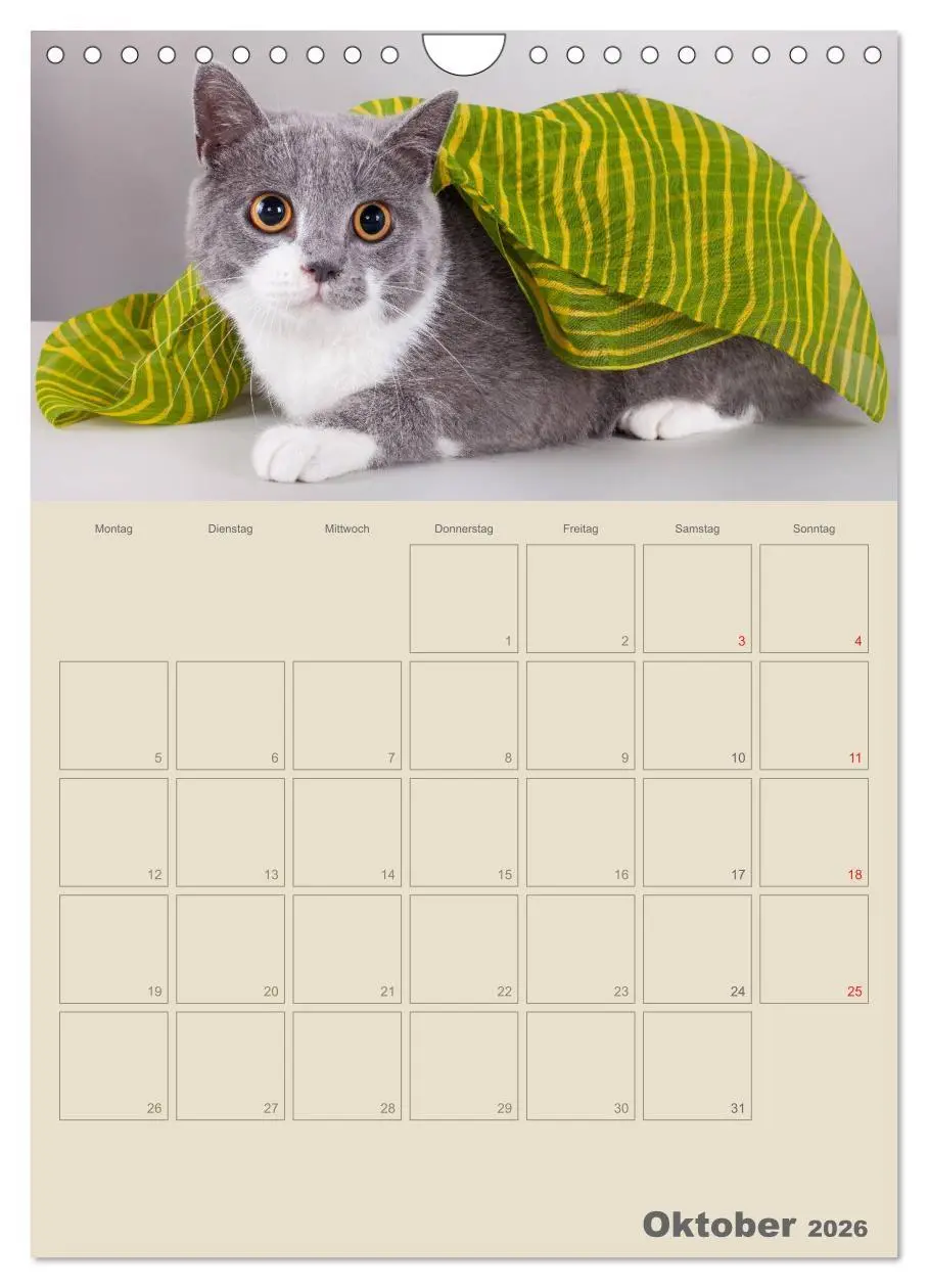 Bild: 9783516477511 | Britisch Kurzhaar Katzen - Planer (Wandkalender 2026 DIN A4 hoch),...