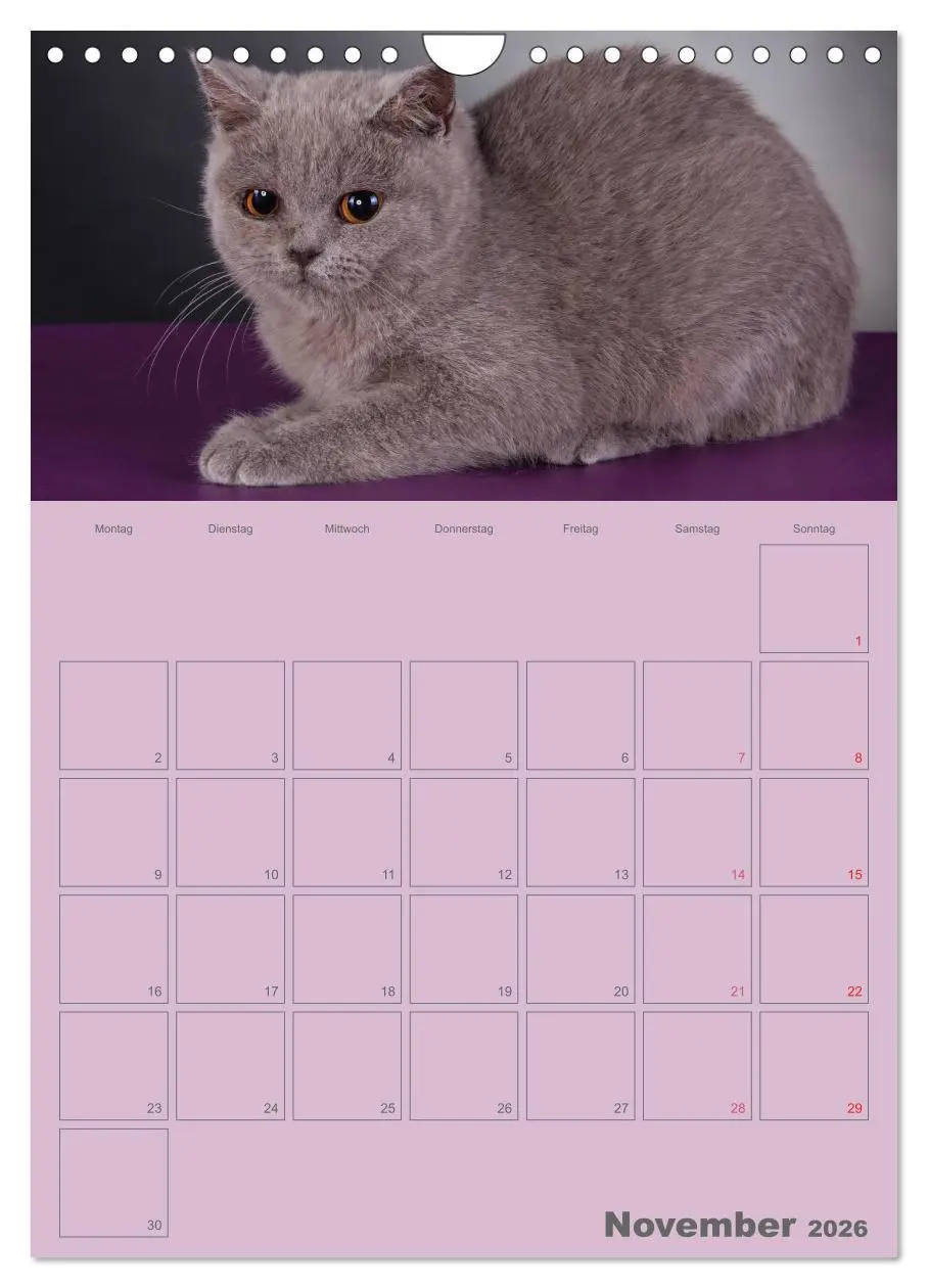 Bild: 9783516477511 | Britisch Kurzhaar Katzen - Planer (Wandkalender 2026 DIN A4 hoch),...