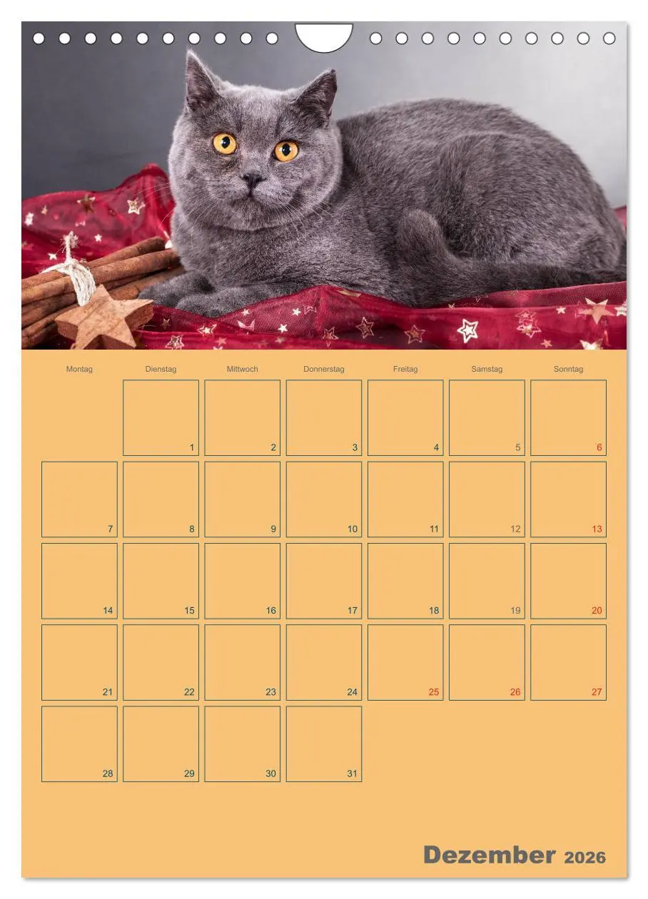 Bild: 9783516477511 | Britisch Kurzhaar Katzen - Planer (Wandkalender 2026 DIN A4 hoch),...