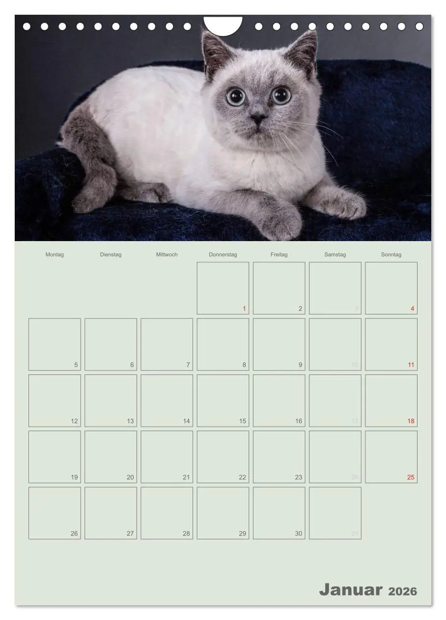 Bild: 9783516477511 | Britisch Kurzhaar Katzen - Planer (Wandkalender 2026 DIN A4 hoch),...