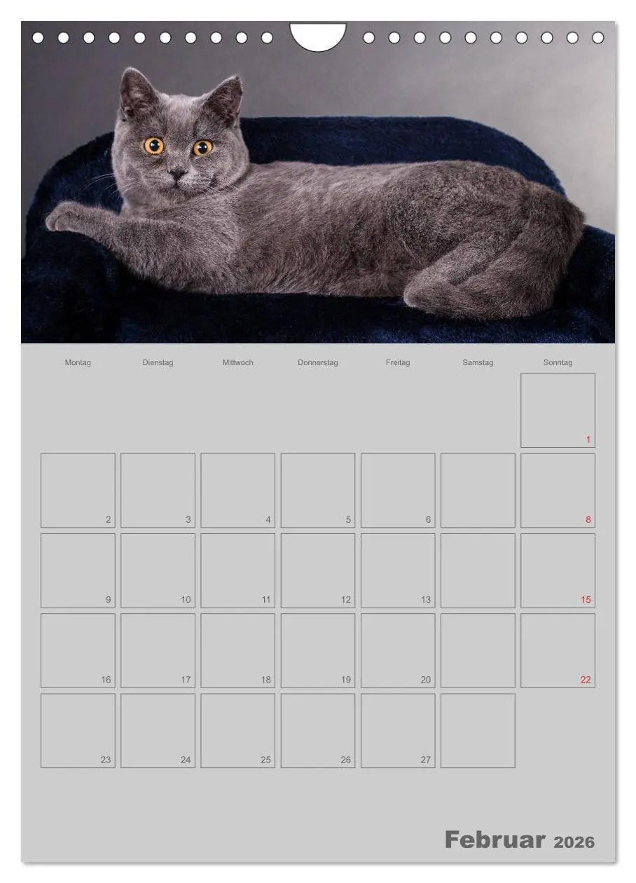 Bild: 9783516477511 | Britisch Kurzhaar Katzen - Planer (Wandkalender 2026 DIN A4 hoch),...