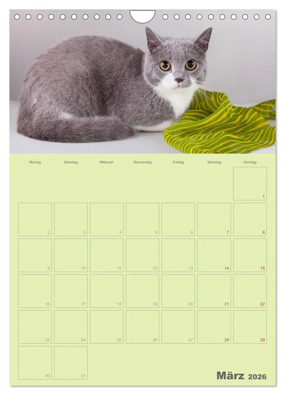 Bild: 9783516477511 | Britisch Kurzhaar Katzen - Planer (Wandkalender 2026 DIN A4 hoch),...