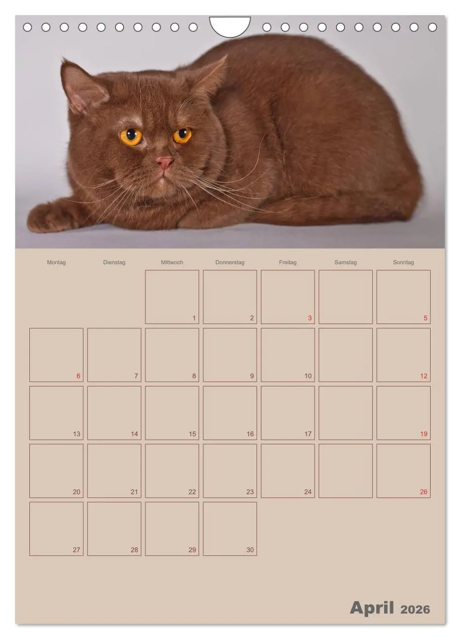 Bild: 9783516477511 | Britisch Kurzhaar Katzen - Planer (Wandkalender 2026 DIN A4 hoch),...