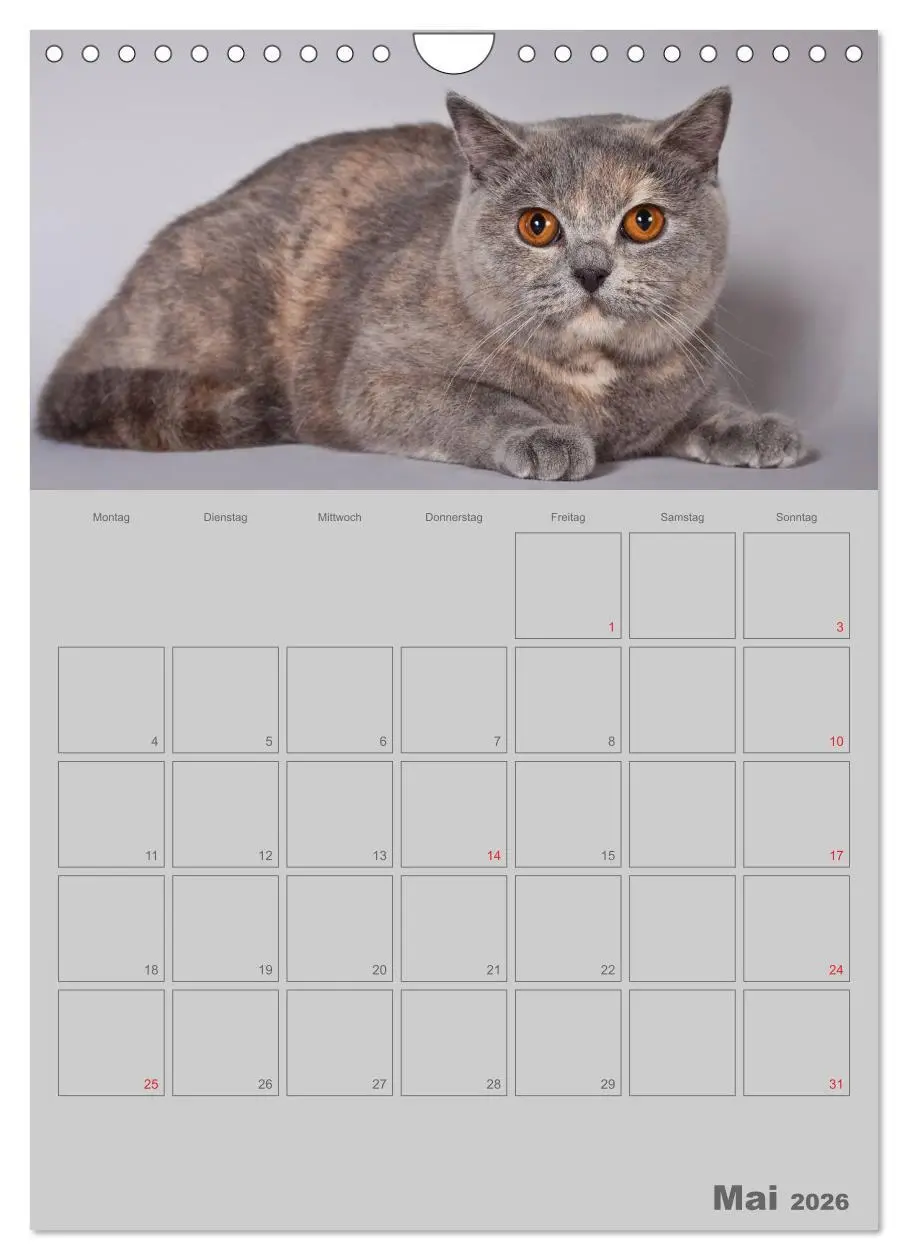 Bild: 9783516477511 | Britisch Kurzhaar Katzen - Planer (Wandkalender 2026 DIN A4 hoch),...