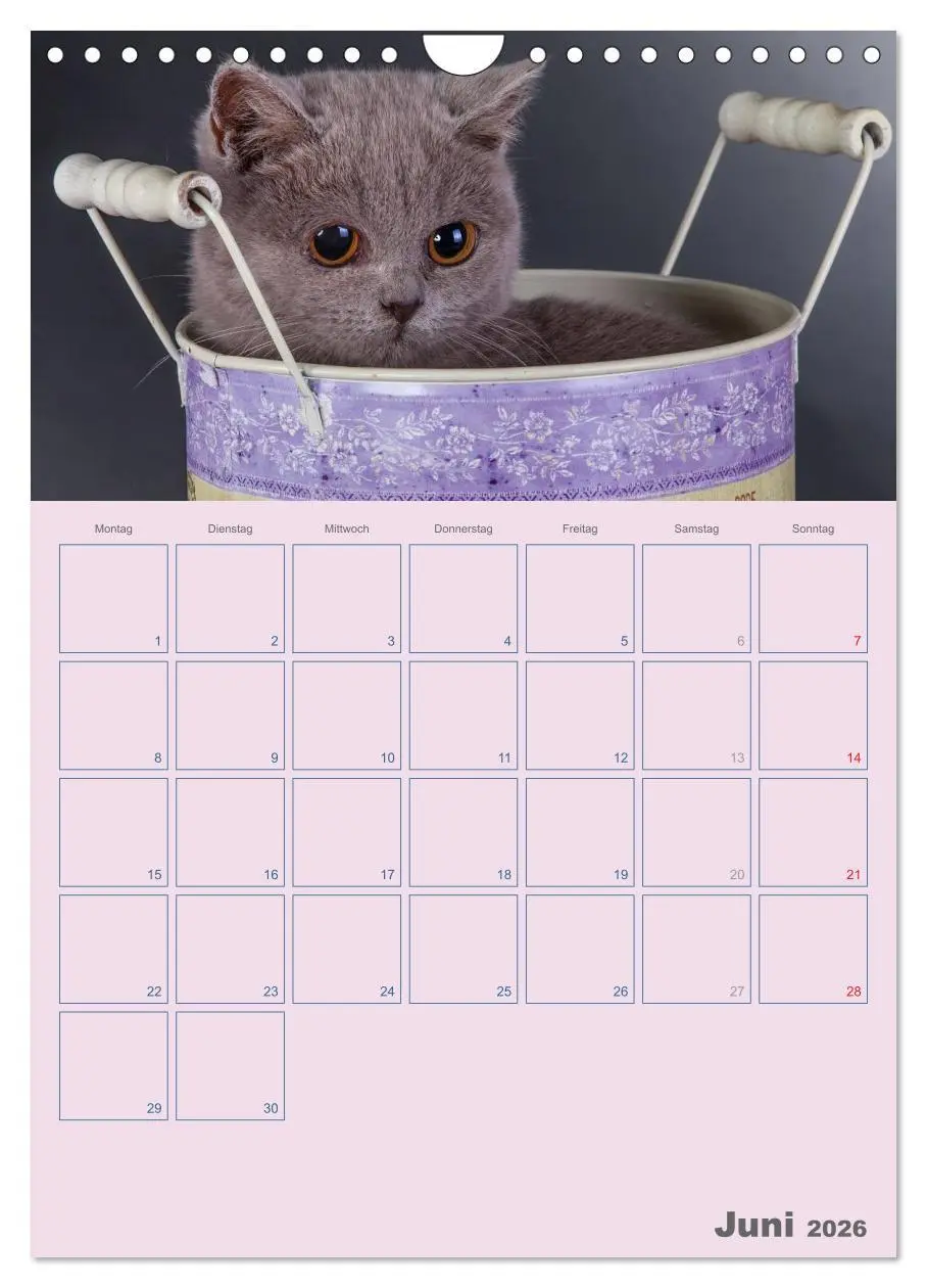 Bild: 9783516477511 | Britisch Kurzhaar Katzen - Planer (Wandkalender 2026 DIN A4 hoch),...