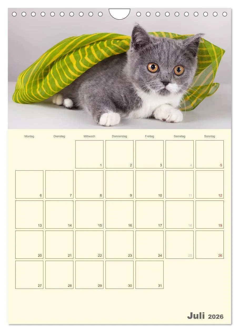 Bild: 9783516477511 | Britisch Kurzhaar Katzen - Planer (Wandkalender 2026 DIN A4 hoch),...