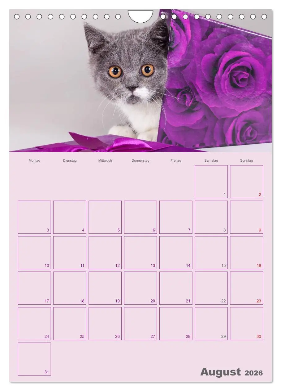 Bild: 9783516477511 | Britisch Kurzhaar Katzen - Planer (Wandkalender 2026 DIN A4 hoch),...