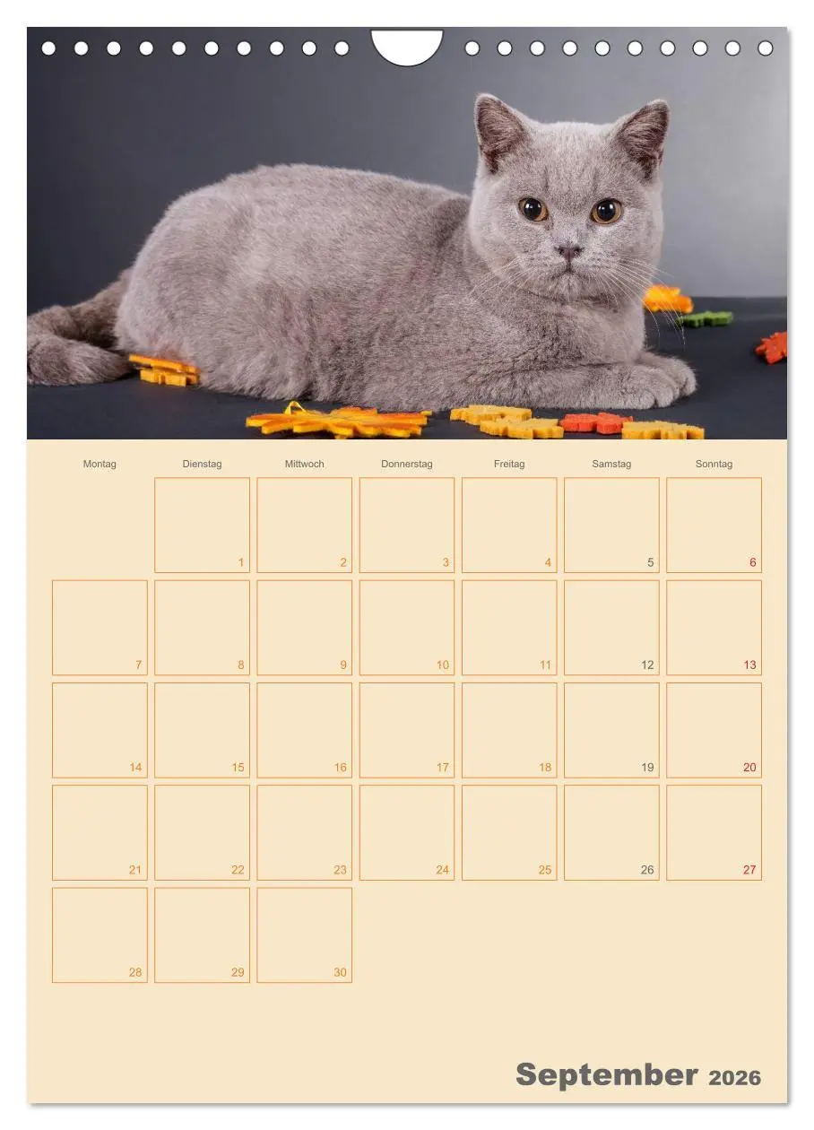 Bild: 9783516477511 | Britisch Kurzhaar Katzen - Planer (Wandkalender 2026 DIN A4 hoch),...