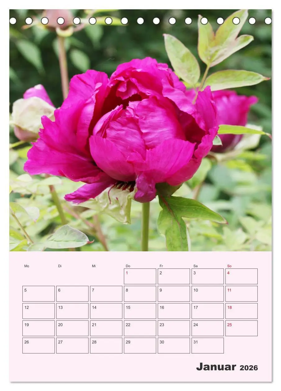 Bild: 9783516397611 | Pfingstrosen Rosen ohne Dornen (Tischkalender 2026 DIN A5 hoch),...