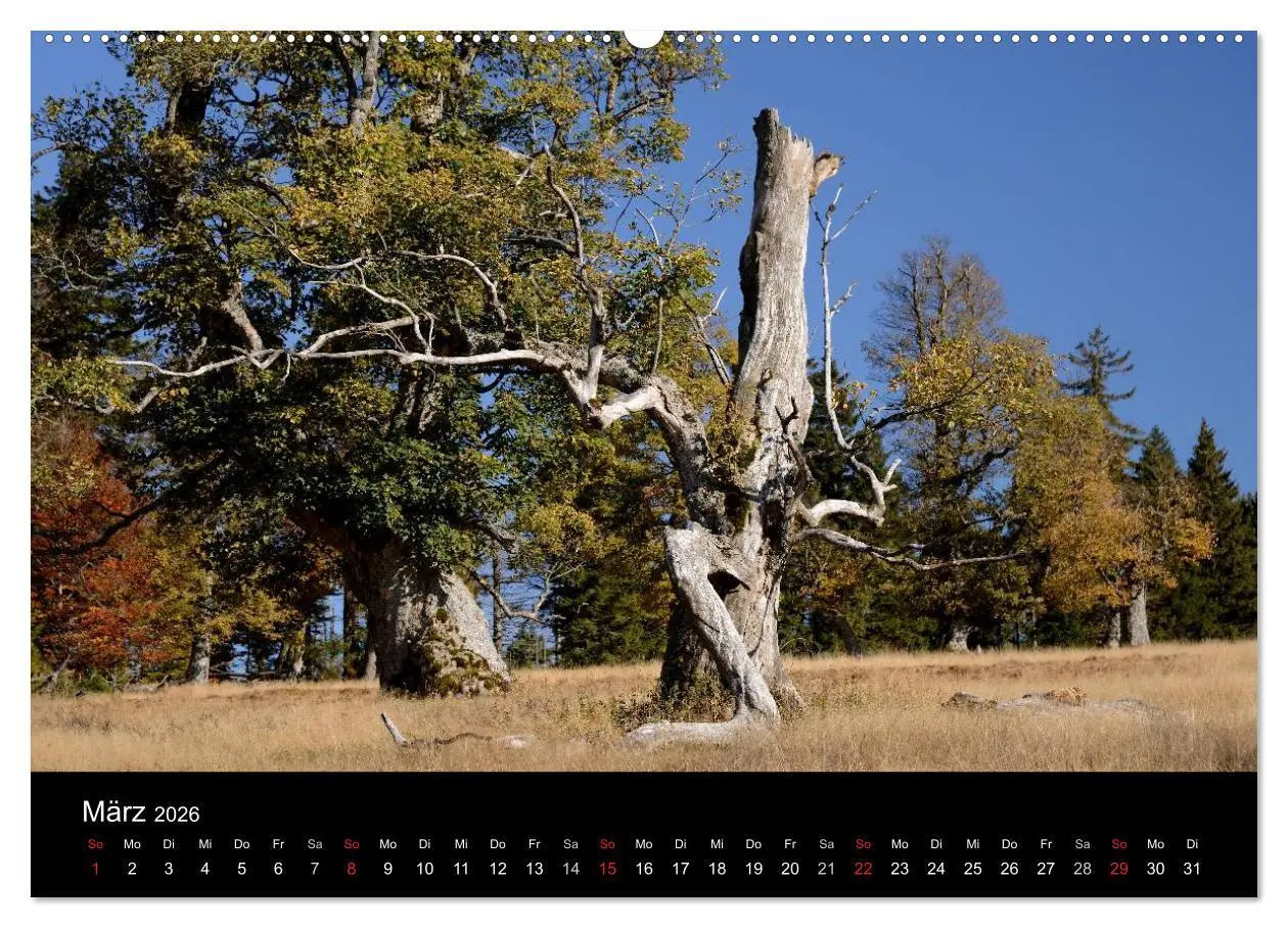 Bild: 9783457987711 | Zauberhafter Bayerischer Wald (Wandkalender 2026 DIN A2 quer),...