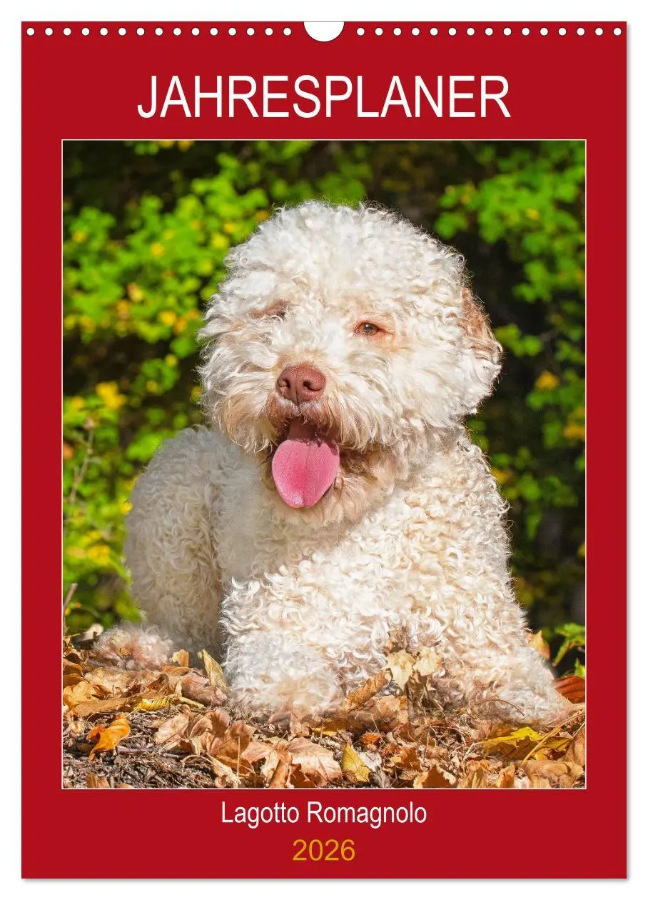 Cover: 9783516387711 | Jahresplaner Lagotto Romagnolo (Wandkalender 2026 DIN A3 hoch),...