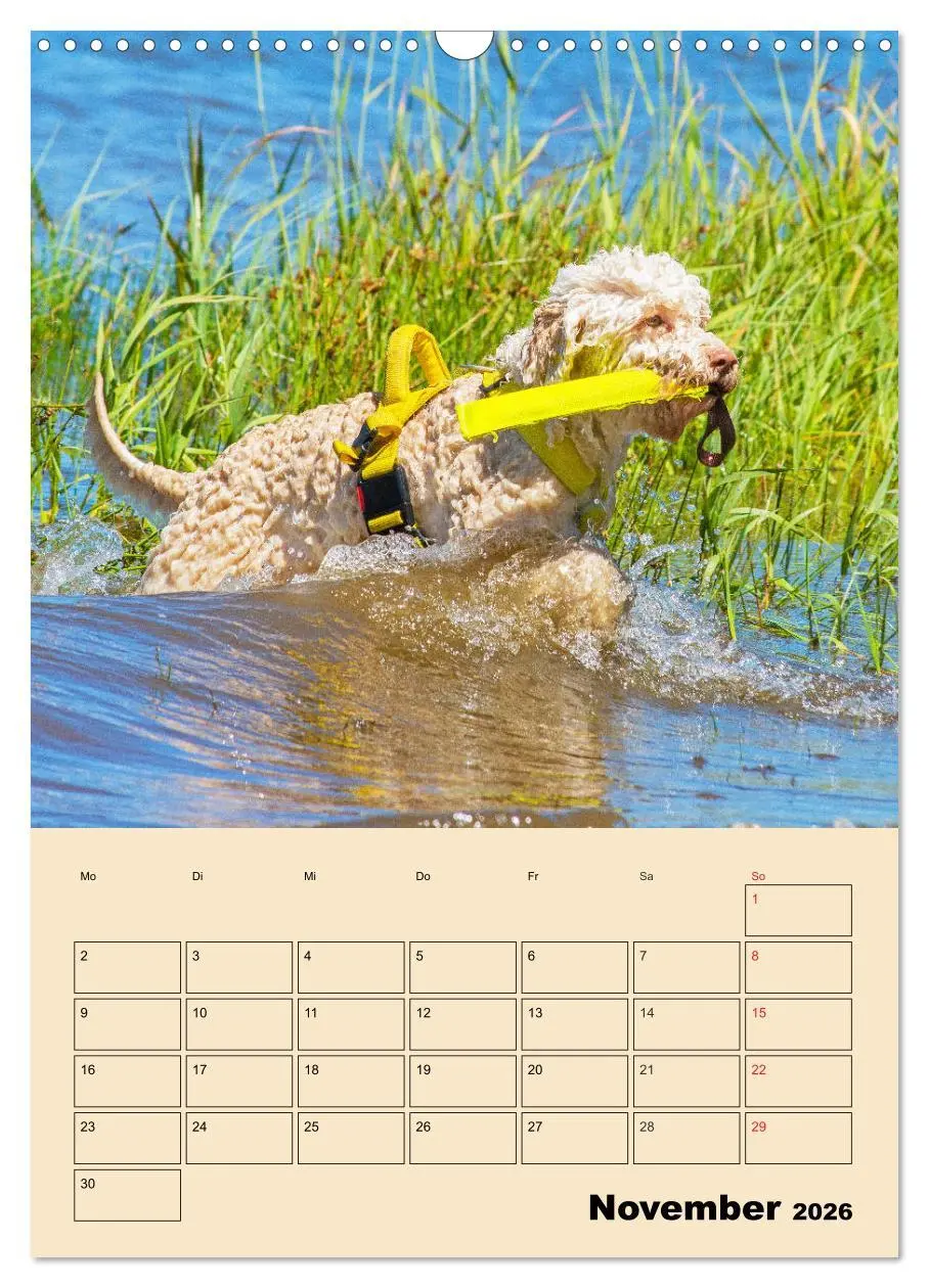 Bild: 9783516387711 | Jahresplaner Lagotto Romagnolo (Wandkalender 2026 DIN A3 hoch),...