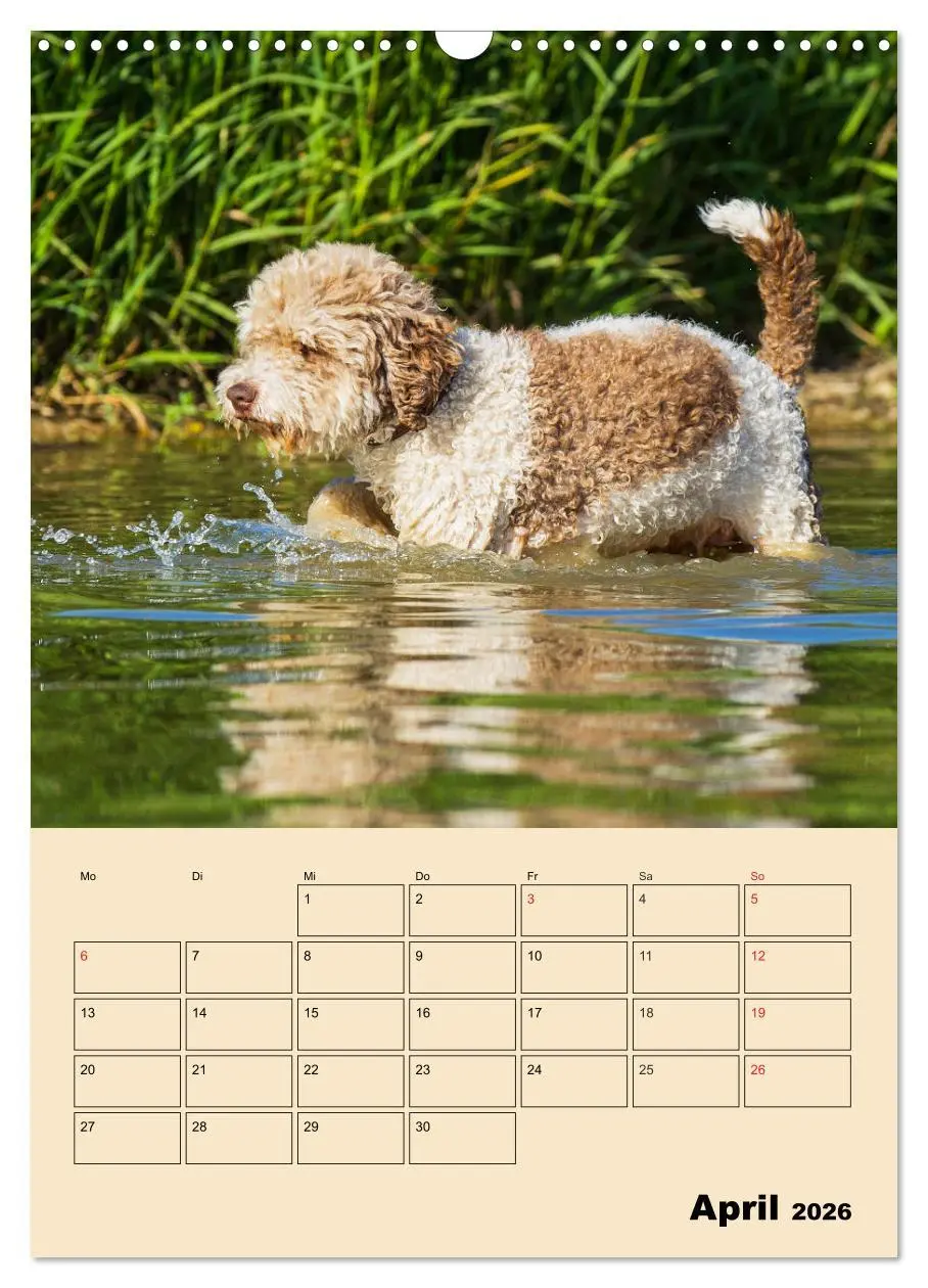Bild: 9783516387711 | Jahresplaner Lagotto Romagnolo (Wandkalender 2026 DIN A3 hoch),...