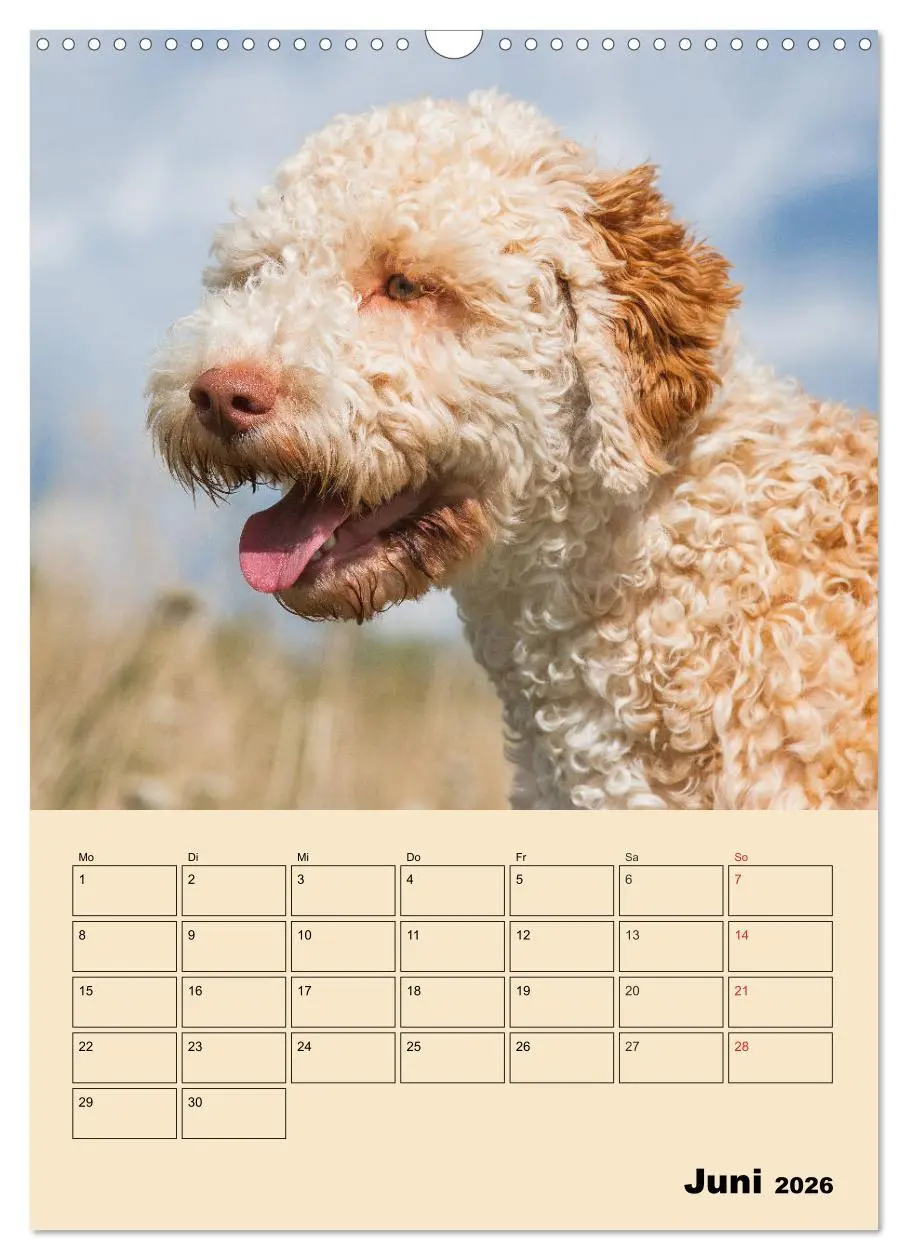 Bild: 9783516387711 | Jahresplaner Lagotto Romagnolo (Wandkalender 2026 DIN A3 hoch),...
