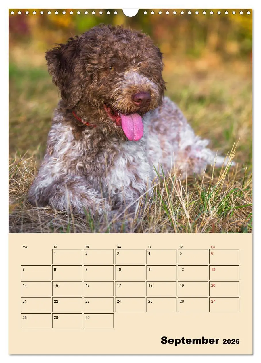 Bild: 9783516387711 | Jahresplaner Lagotto Romagnolo (Wandkalender 2026 DIN A3 hoch),...