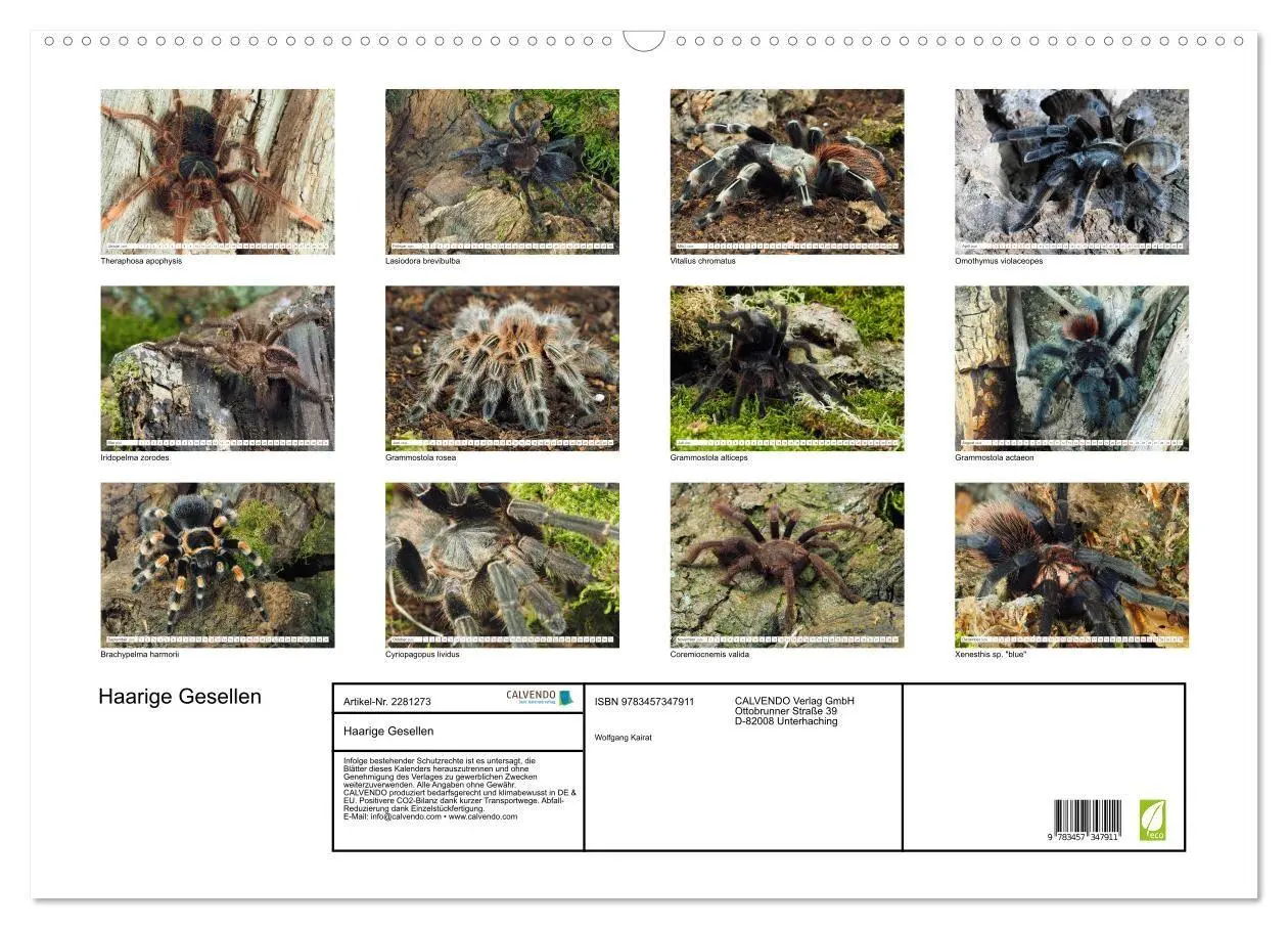 Bild: 9783457347911 | Haarige Gesellen (Wandkalender 2026 DIN A2 quer), CALVENDO...