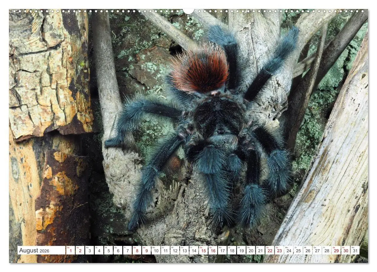 Bild: 9783457347911 | Haarige Gesellen (Wandkalender 2026 DIN A2 quer), CALVENDO...