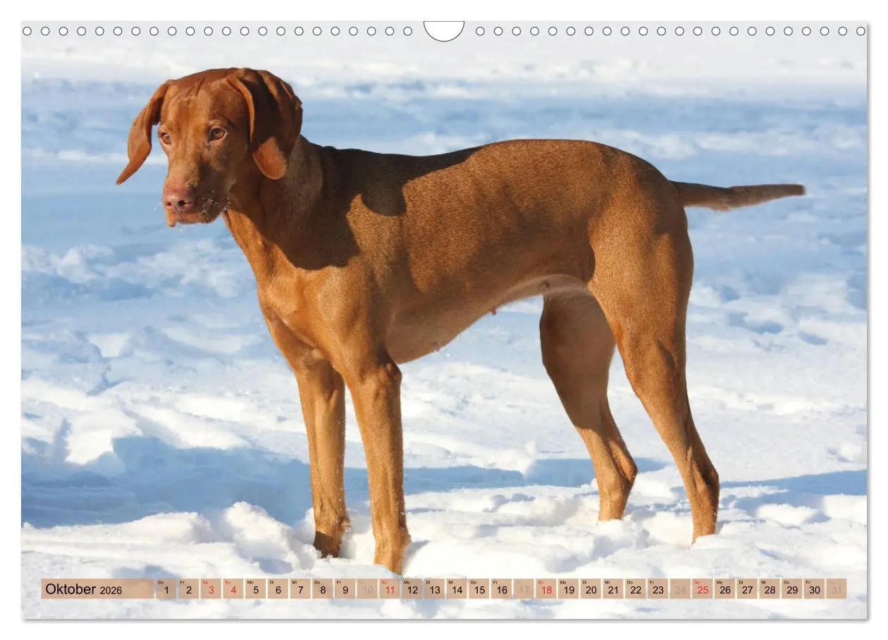 Bild: 9783516188011 | Magyar Vizsla - Vielseitiger Jagdhund mit Familienanschluss...